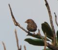 Passer domesticus